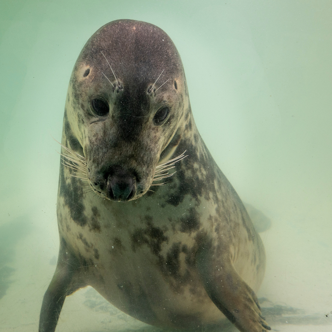 Cornish Seal Sanctuary Resident Gift Set