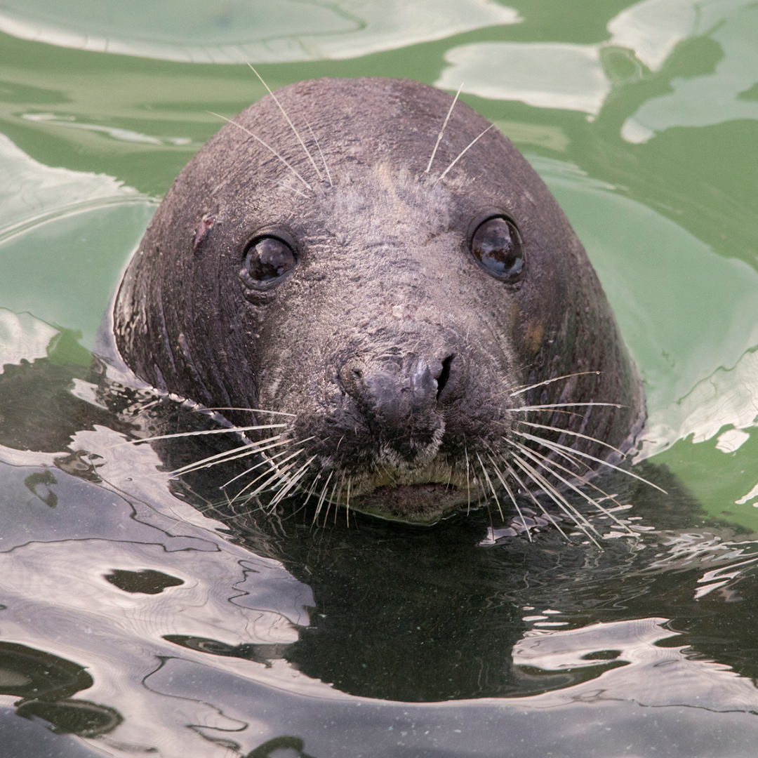 Cornish Seal Sanctuary Resident Gift Set