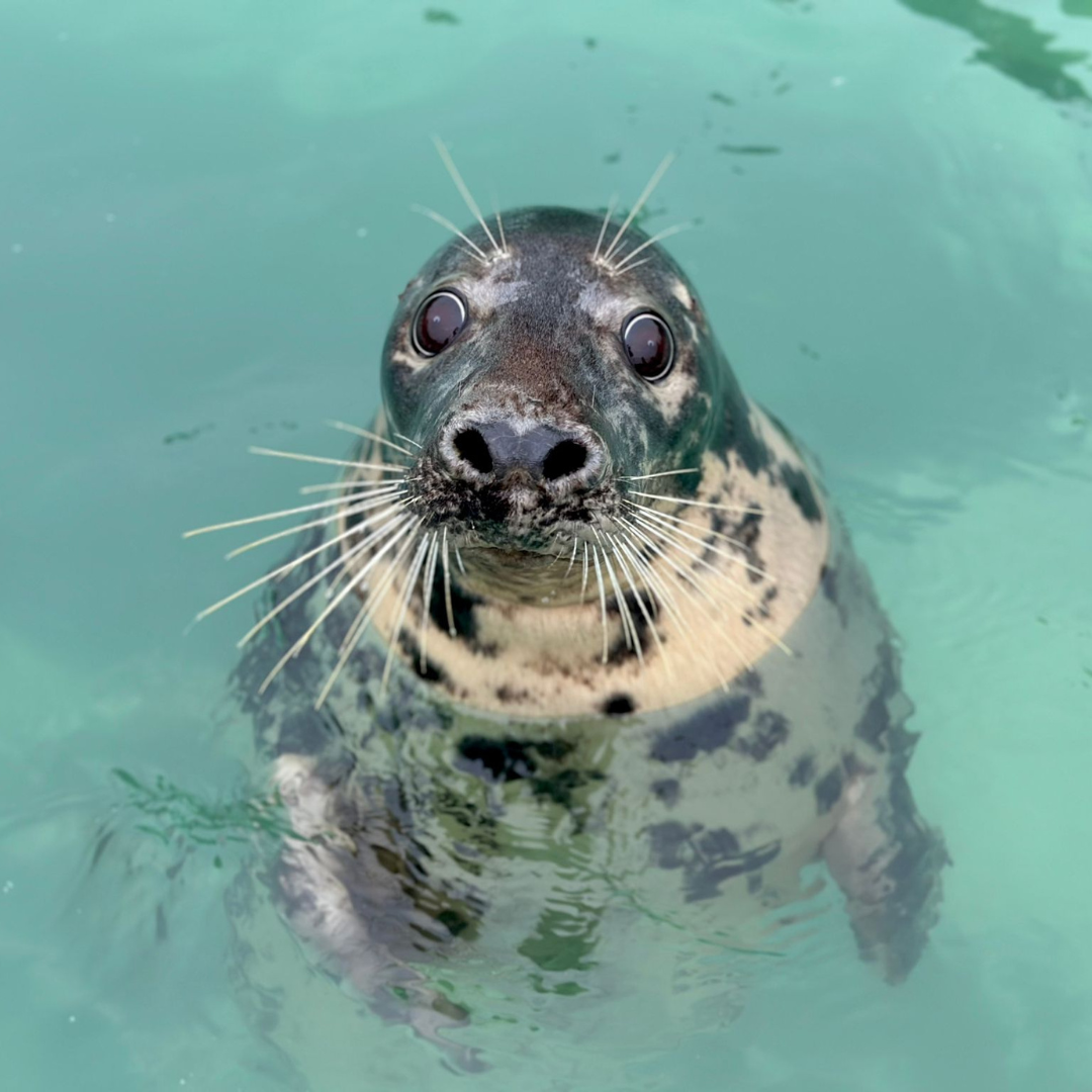 Cornish Seal Sanctuary Resident Gift Set