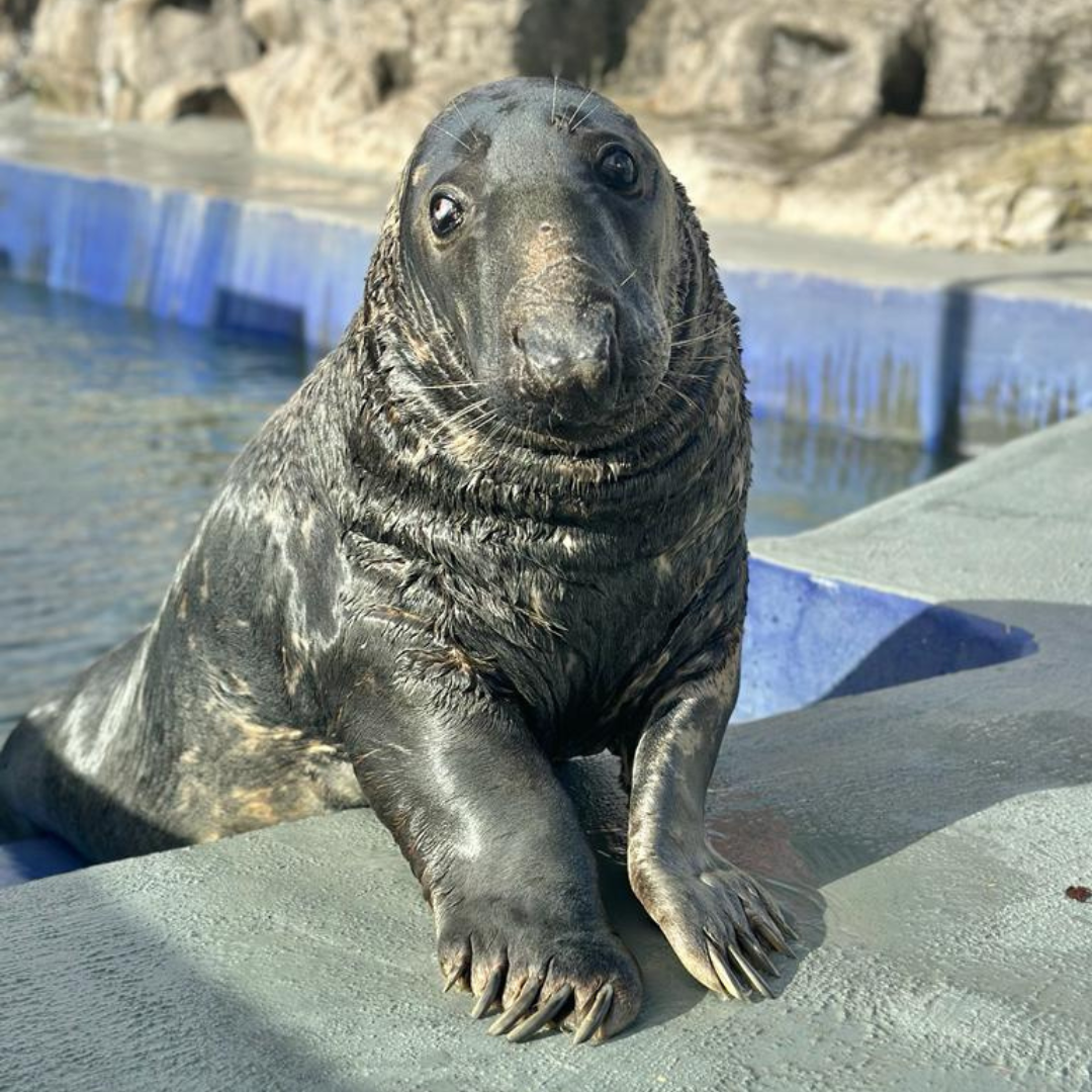 Cornish Seal Sanctuary Resident Gift Set