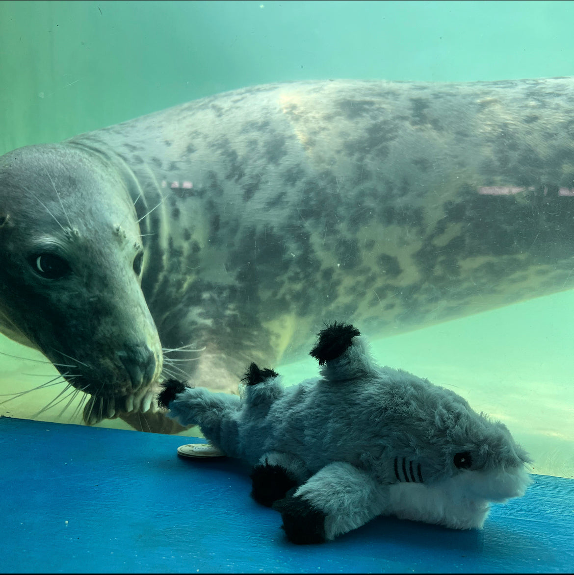 Re-PETs Shark