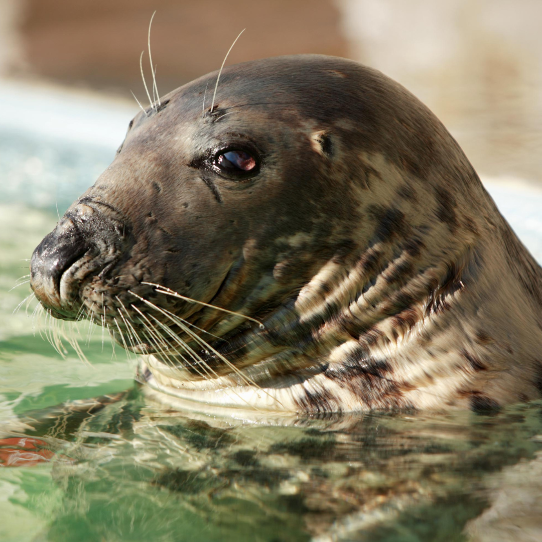 Cornish Seal Sanctuary Resident Gift Set