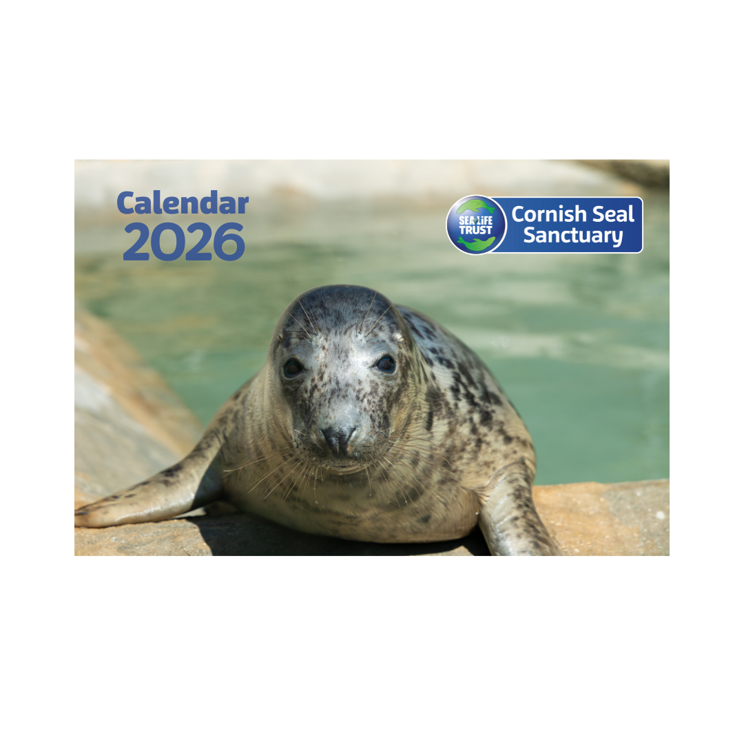 PRE-ORDER 2026 Cornish Seal Sanctuary Calendar