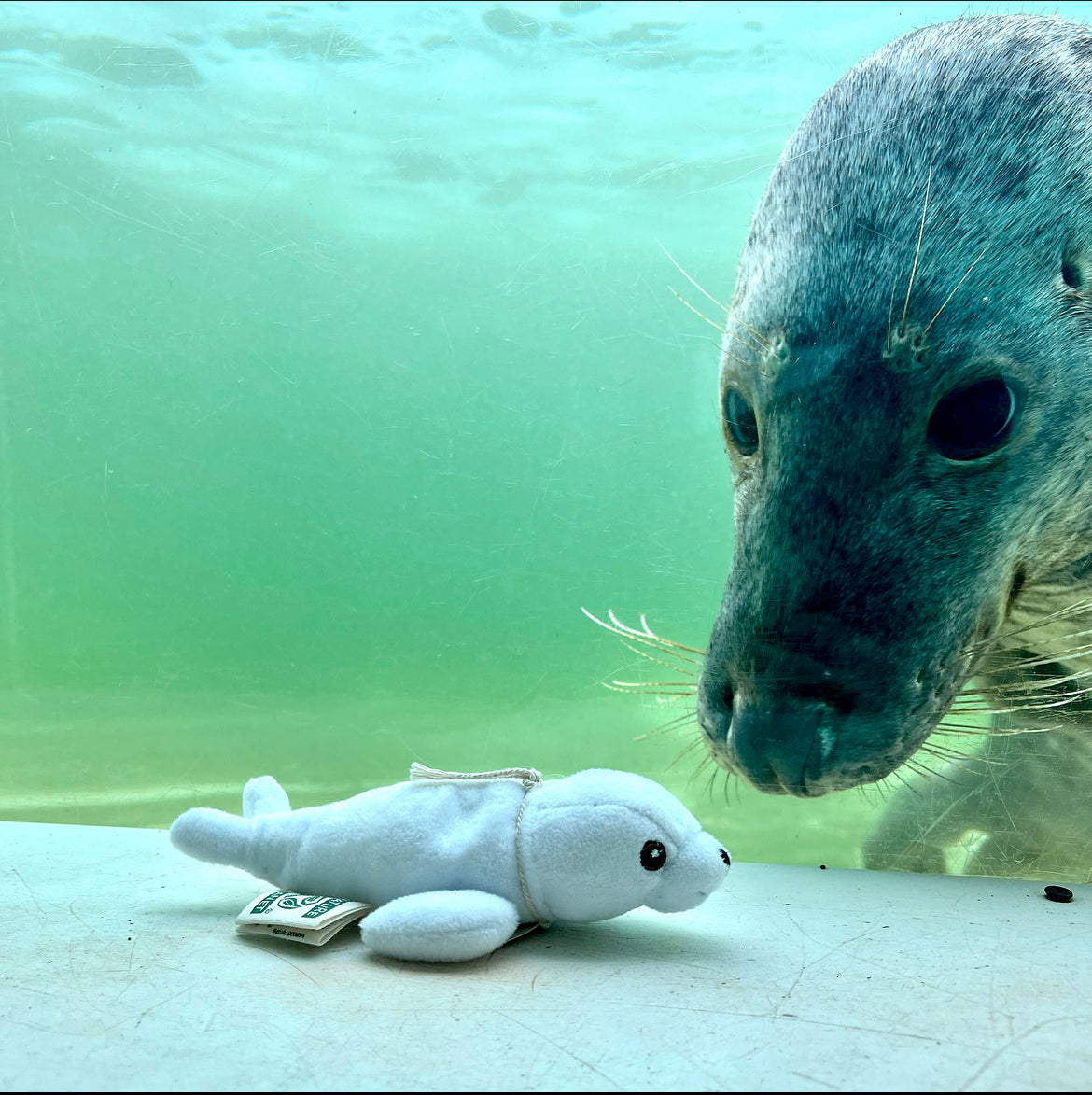 Small Seals Soft Toys