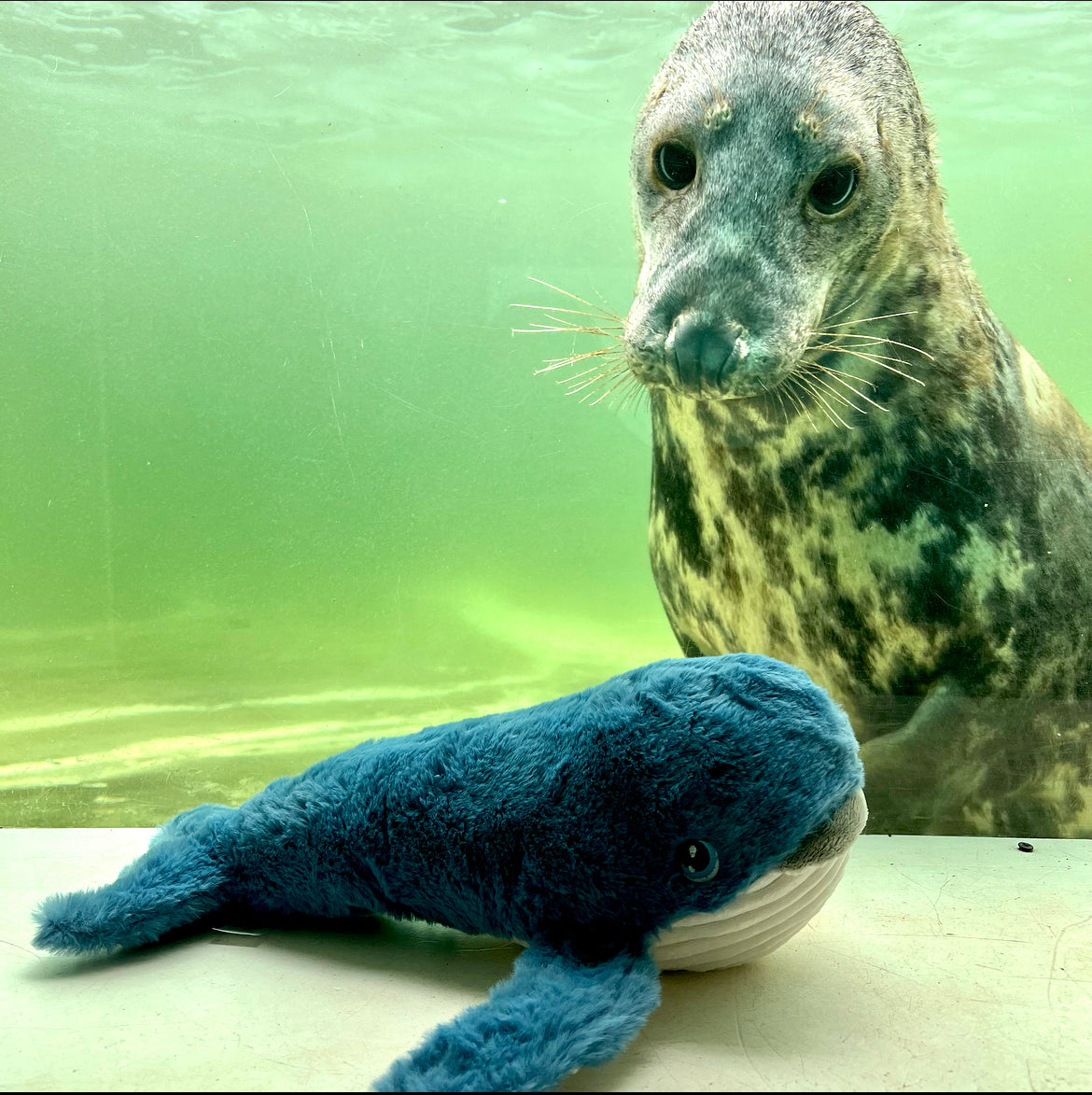Keeleco Whale