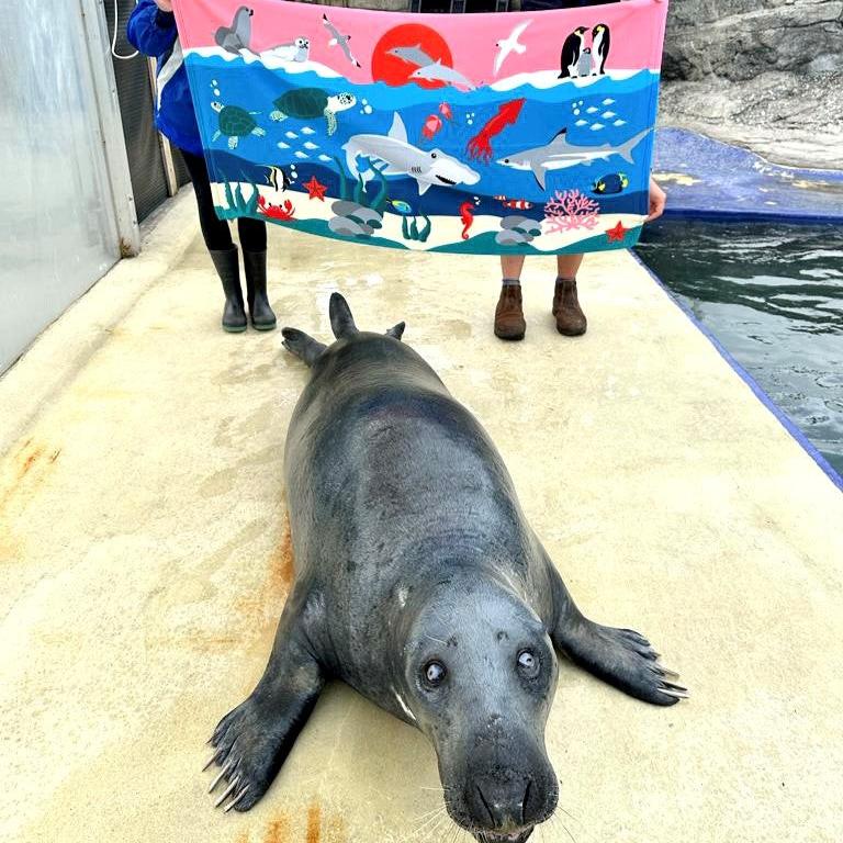 Ocean Towel