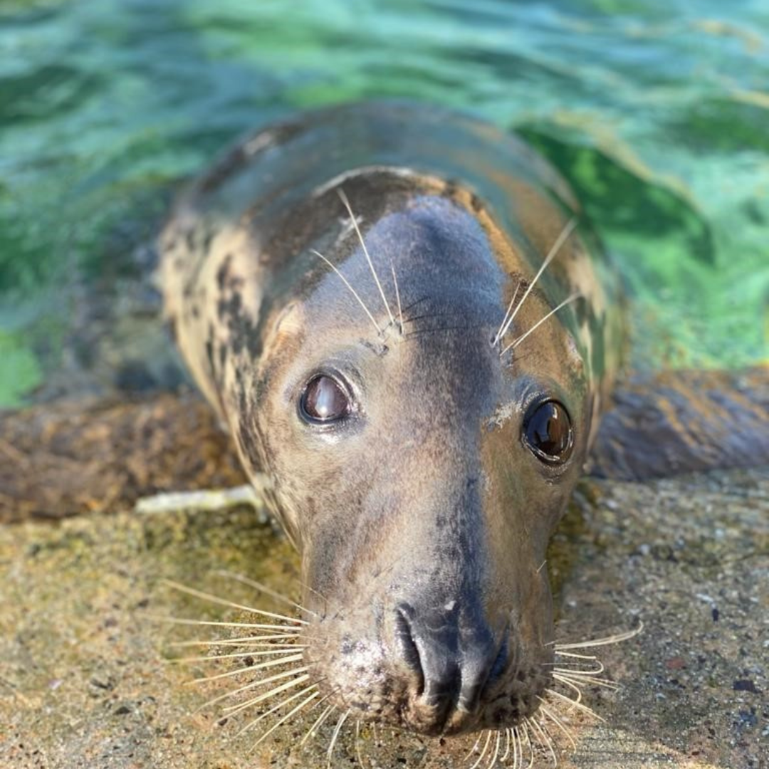 Cornish Seal Sanctuary Resident Gift Set