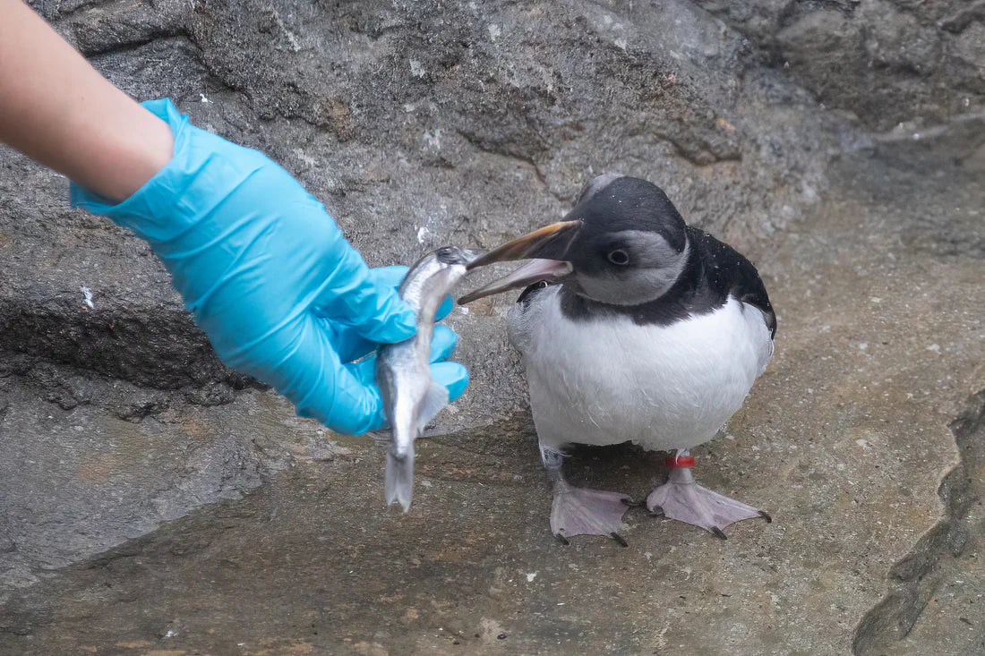 Treat our residents to 'Fishmas Dinner!'