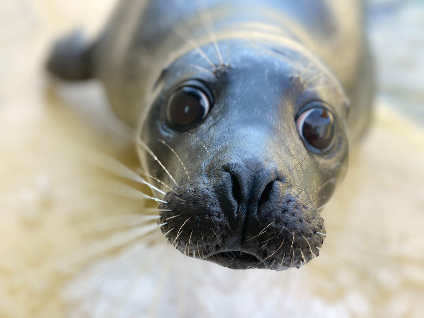 Help us give Jarvis a BRIGHTER future!