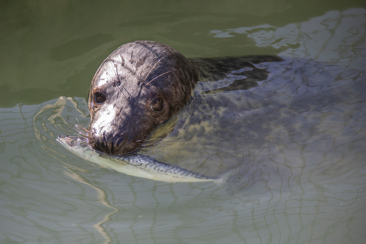 Treat our residents to 'Fishmas Dinner!'