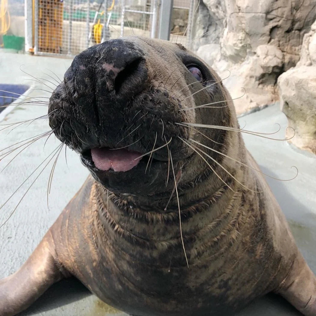 Treat our residents to 'Fishmas Dinner!'