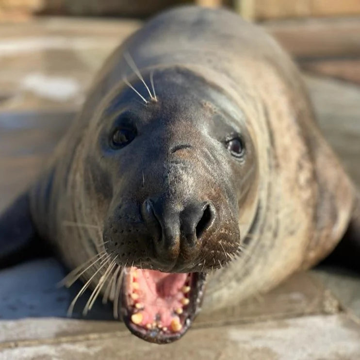 Treat our residents to 'Fishmas Dinner!'