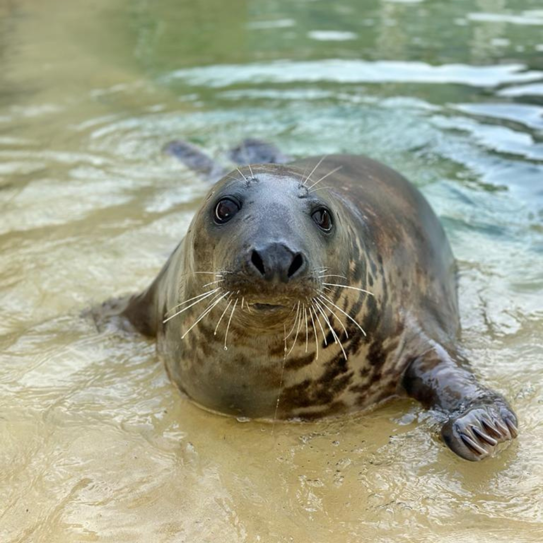 Cornish Seal Sanctuary Resident Gift Set