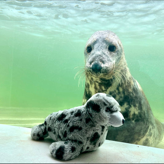Keeleco Grey Seal Toy