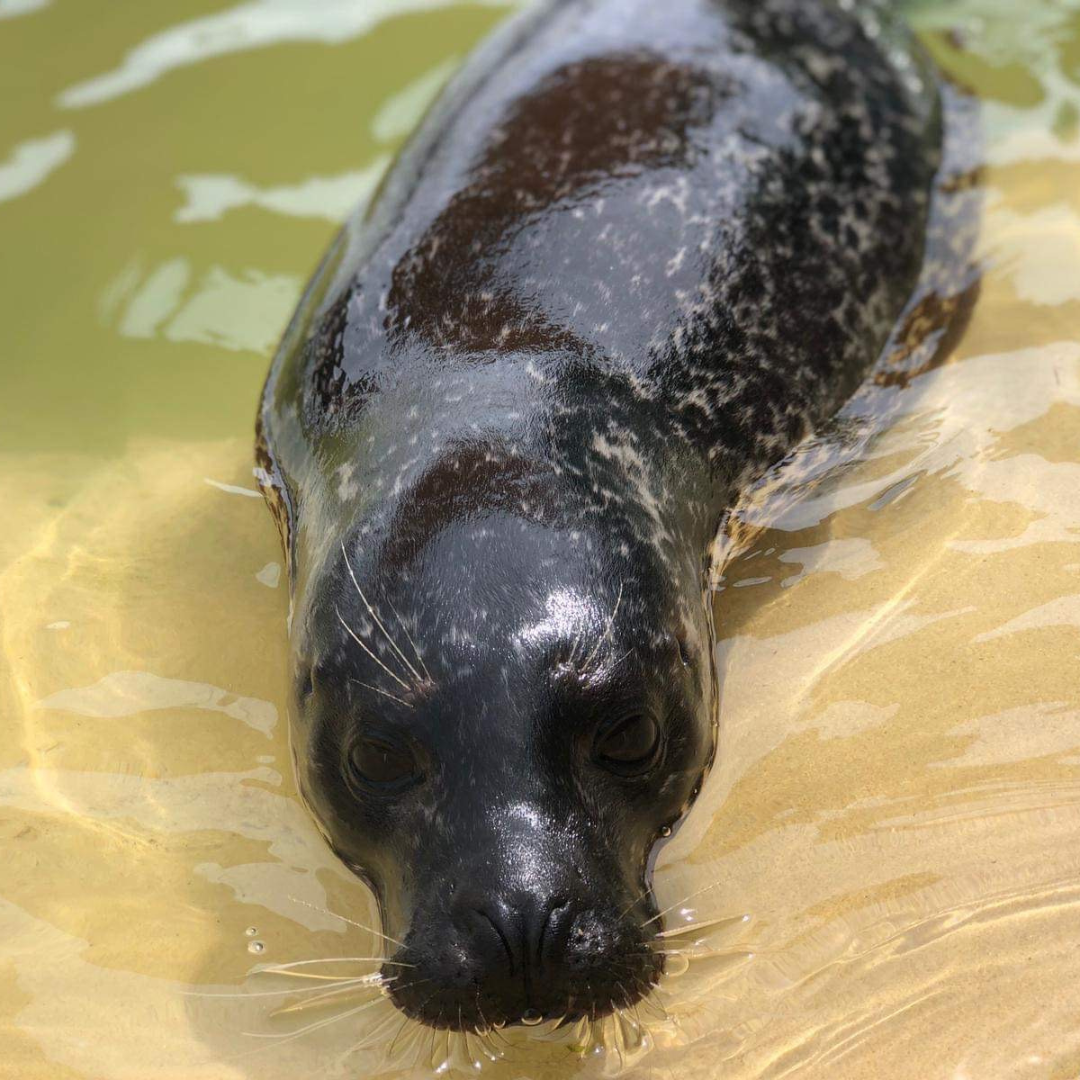 Cornish Seal Sanctuary Resident Gift Set