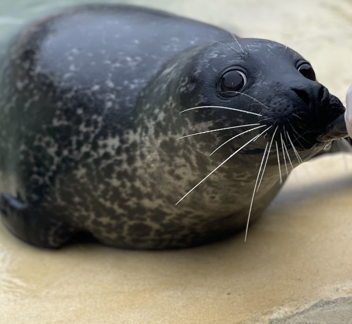 Help us give Jarvis a BRIGHTER future!