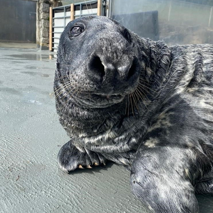 Treat our residents to 'Fishmas Dinner!'