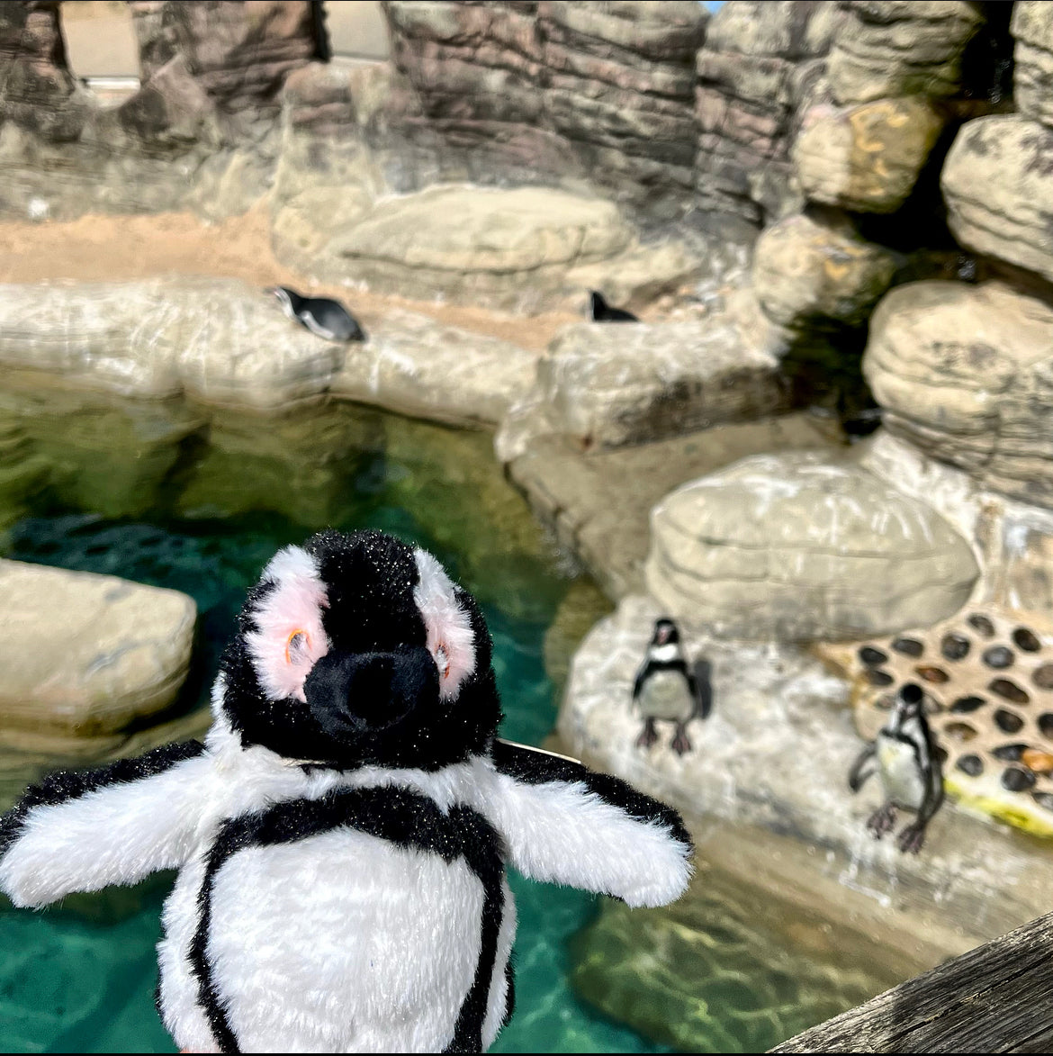 Re-PETs Penguin