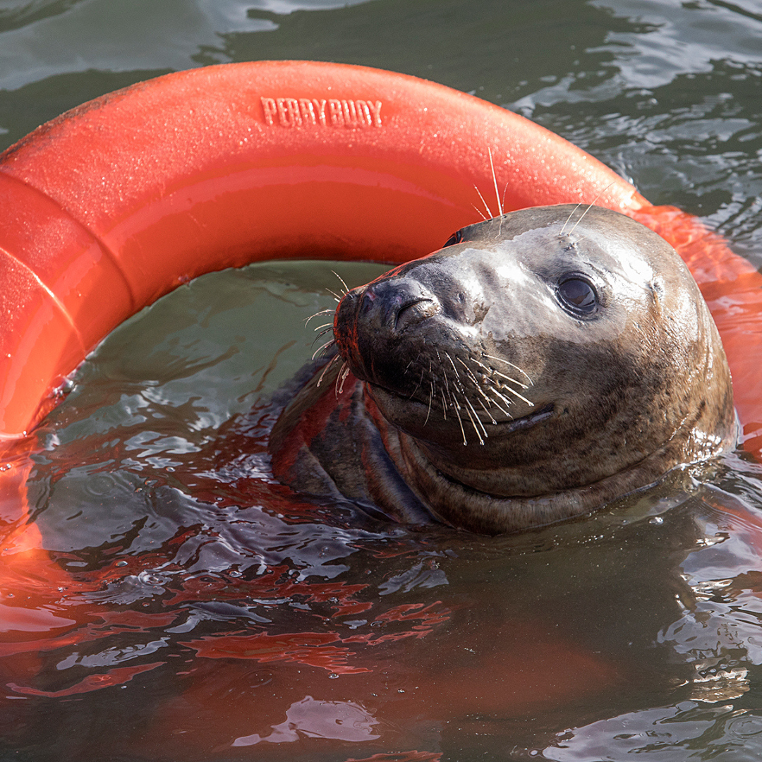 Cornish Seal Sanctuary Resident Gift Set