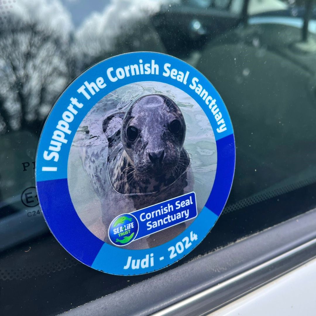 2024 Cornish Seal Sanctuary Car Sticker